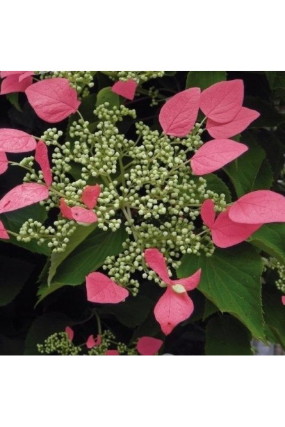 Hydrangea anomala glabra ’Crug Coral’